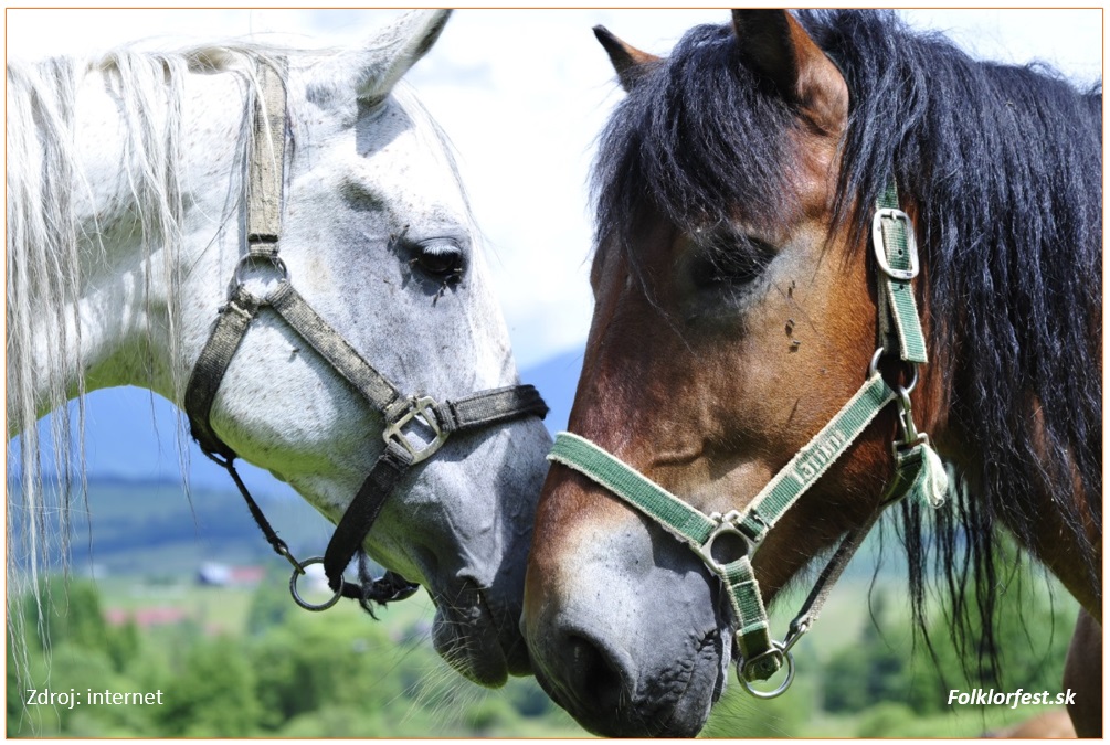 S��a� furmanov s �a�n�mi ko�mi 2026 Kamienka