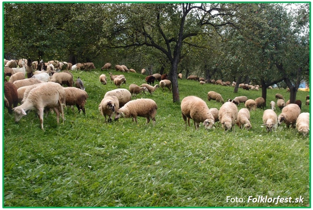 Ov�iarska nede�a 2026 Martin