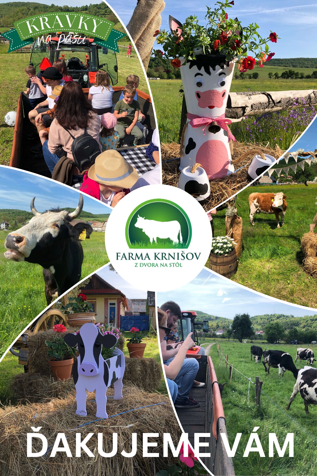 Kravky na pa�u 2026 Krni�ov - 4. ro�n�k